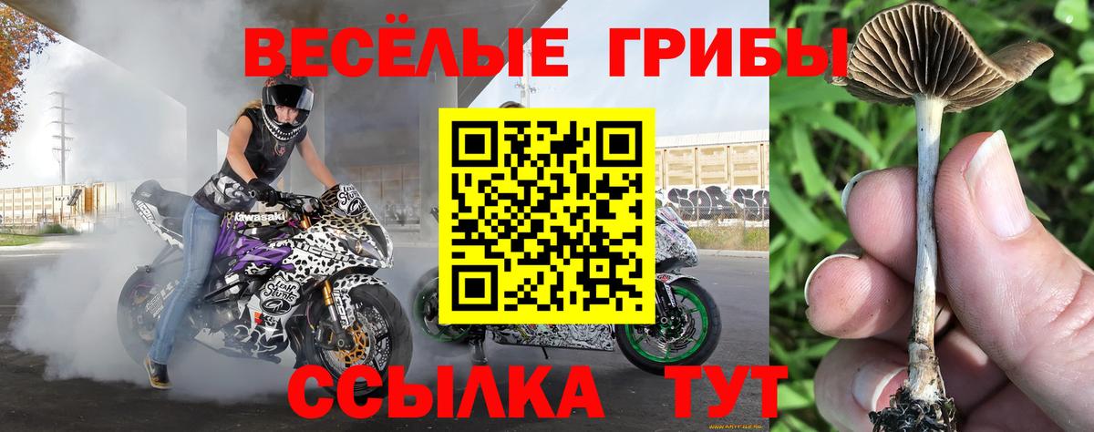 Псилоцибиновые грибы прущие грибы  Псилоцибиновые грибы прущие грибы  Котлас  Вход с VPN 